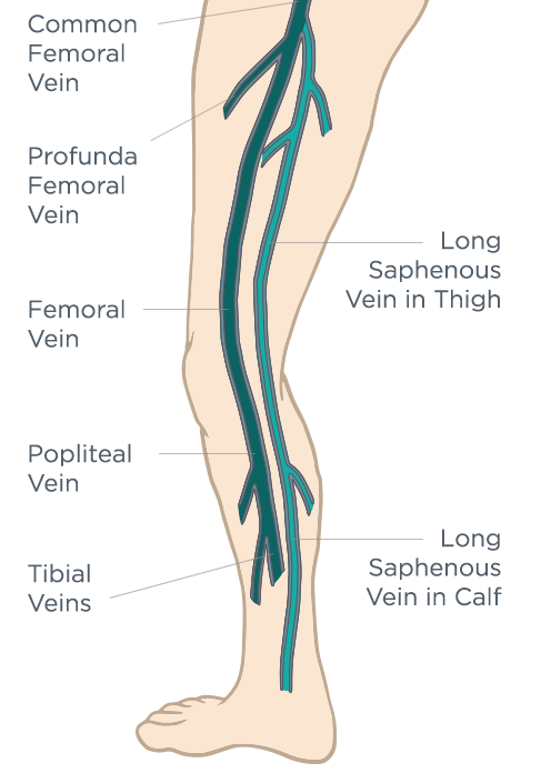 Anterior Vein Anatomy