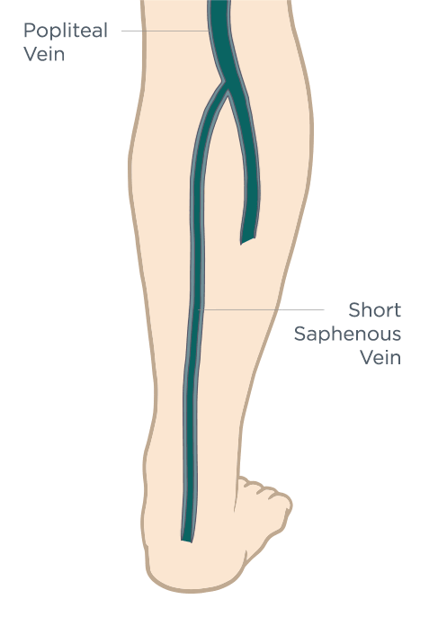 Posterior Vein Anatomy